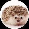 hedgehoghoney